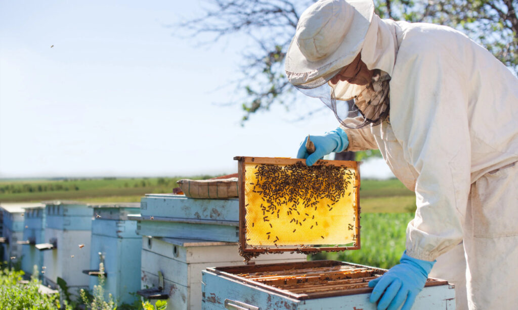 Honey beekeepers wear white and protective gear