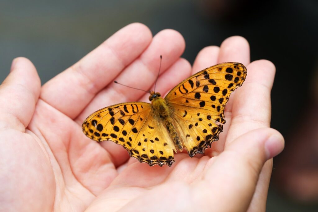 Yellow butterfly with black spots